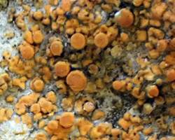 Flavoplaca marina forme sur rochers calcaires
= Caloplaca marina forme sur rochers calcaires.