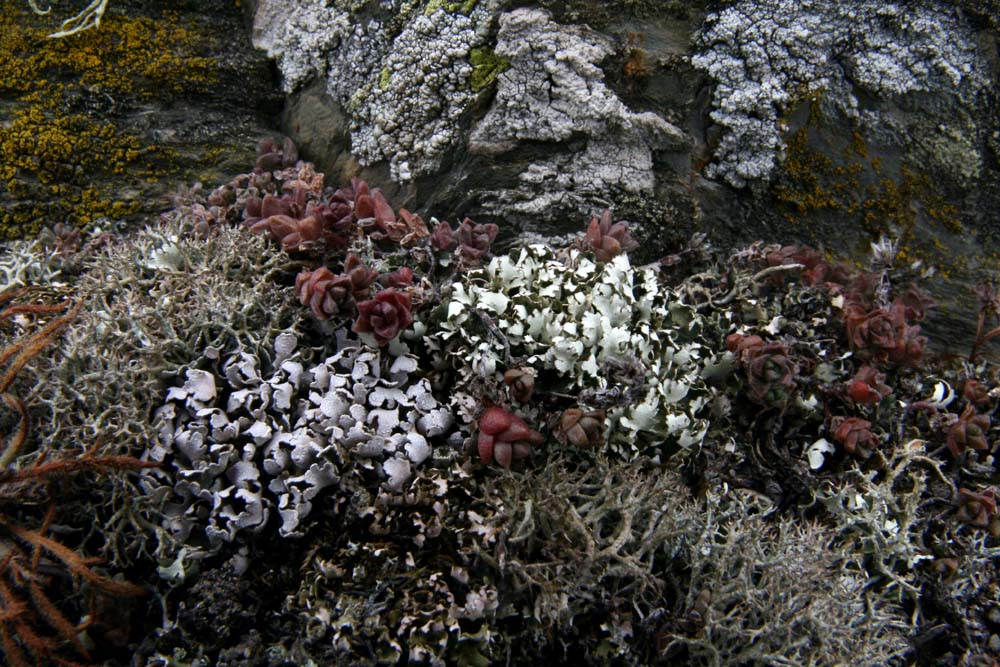 Fente rocheuse avec lichens