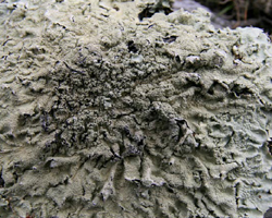 Flavoparmelia caperata (L.) Hale forma caperata