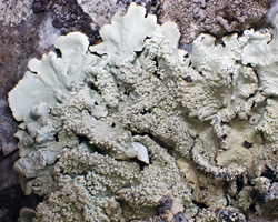 Flavoparmelia caperata forma caperata forme saxicole
