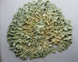 Flavoparmelia soredians forme sur substrats artificiels.