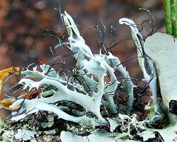Heterodermia leucomela forme ramicole des arbres à feuilles persistantes.