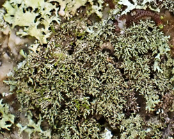 Hypotrachyna horrescens forme saxicole des forêts océaniques.