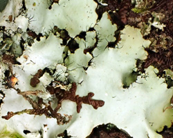 Parmotrema crinitum forme corticole.