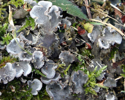 Peltigera canina (L.) Willd.