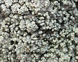 Pertusaria rupicola forma coralloidea (Anzi) P. L. Nimis