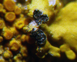 Phacothecium varium (Tul.) Trevis.
