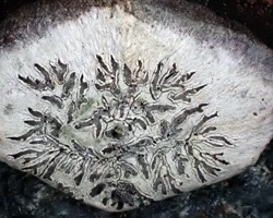 Phaeographis dendritica forme sur cône de conifère.