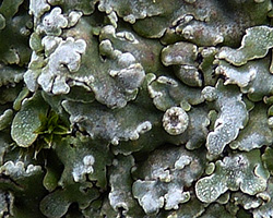 Physconia grisea (Lam.) Poelt subsp. grisea