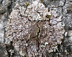 Physconia grisea subsp. grisea forme thermophile Atlantique.