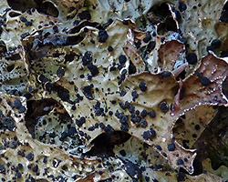 Plectocarpon lichenum (Sommerf.) D. Hawksw.